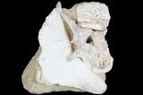 Fossil Crocodile Scute, Vertebra & Bones In Rock #78098-1